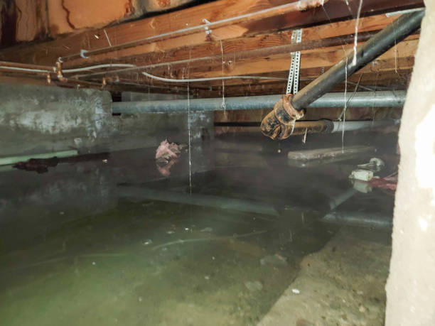 Best Carpet water damage restoration  in Forest Heights, TX